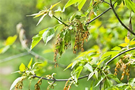 types of box elder trees